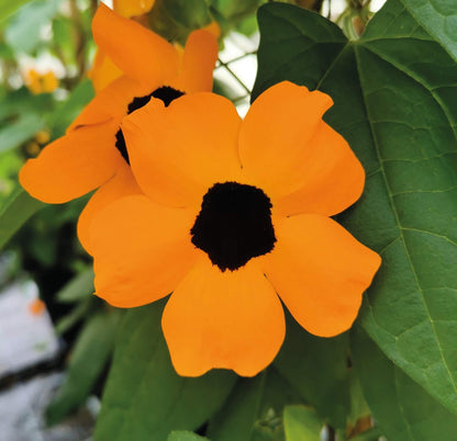 Schwarzäugige Susanne (Thunbergia) 'Sunny Susy® in verschiedenen Farben
