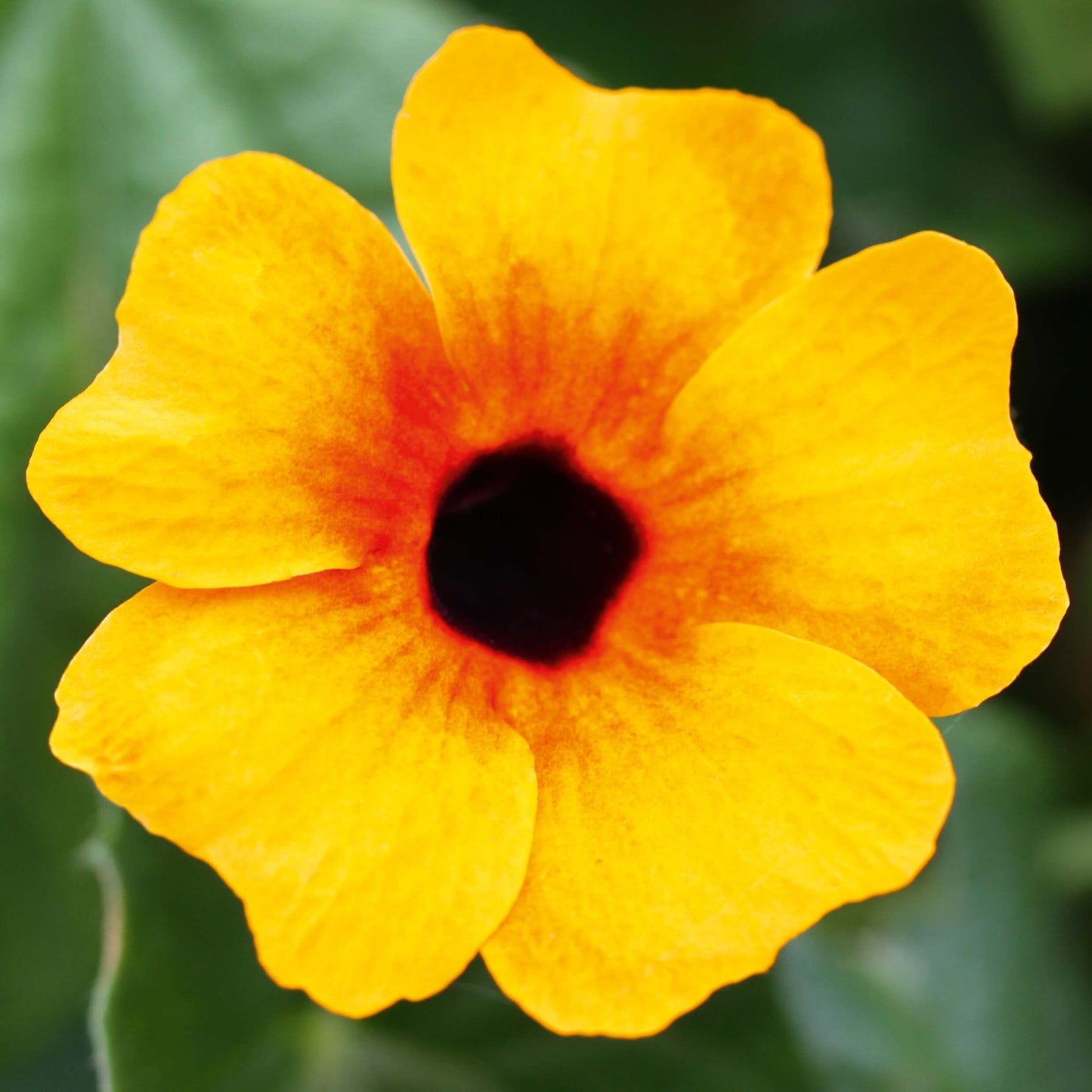 Schwarzäugige Susanne (Thunbergia) 'Sunny Susy® in verschiedenen Farben