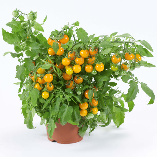 Gelbe Hängetomate 'Brasil® Yellow'
