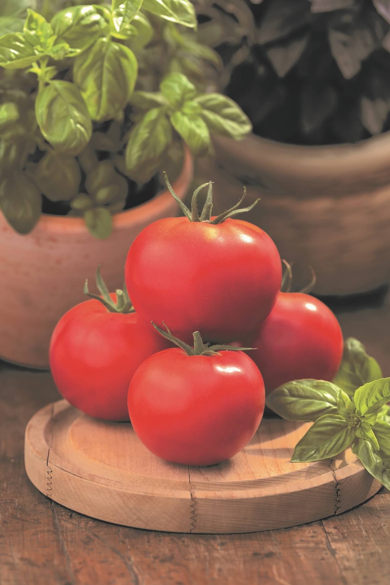 Fleischtomate 'Imagine® Maxi' veredelt in verschiedenen Farben