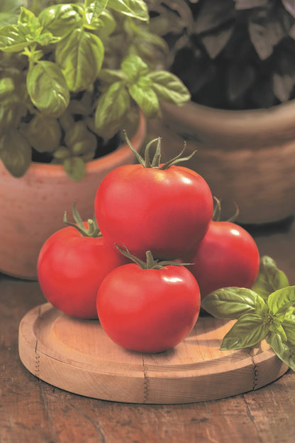 Fleischtomate 'Imagine® Maxi' veredelt in verschiedenen Farben