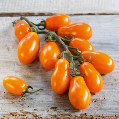 Pflaumen-Cherrytomate  'Mirado®' veredelt, in verschiedenen Farben