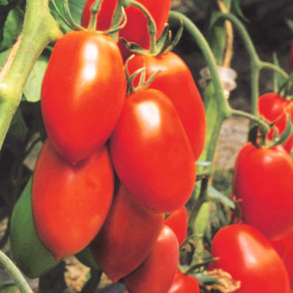 Veredelte Tomaten im Spar-Set | 3 Stück