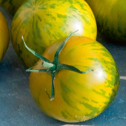 Veredelte Tomaten im Spar-Set | 3 Stück