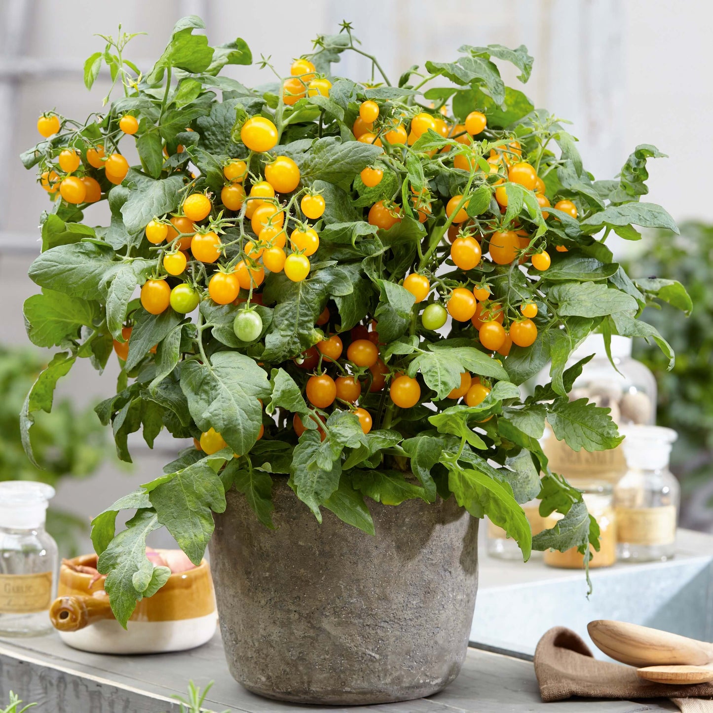 Topf-Cocktailtomate 'Strongboy Yellow'
