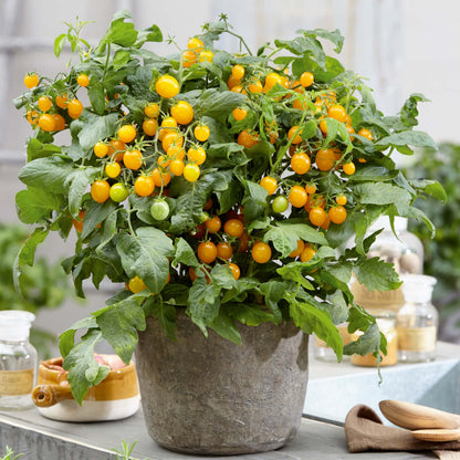 Topf-Cocktailtomate 'Strongboy Yellow'