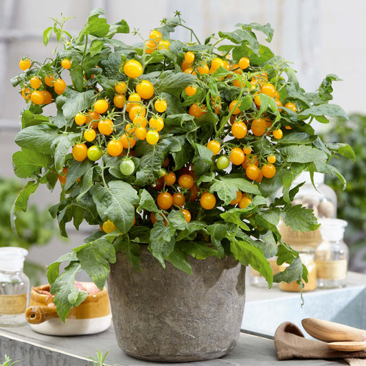 Topf-Cocktailtomate 'Strongboy Yellow'