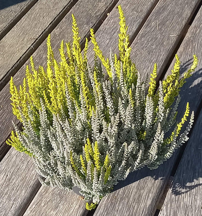 Knospenheide (Calluna vulgaris) Twingirls® Fluffy - Zeta T13