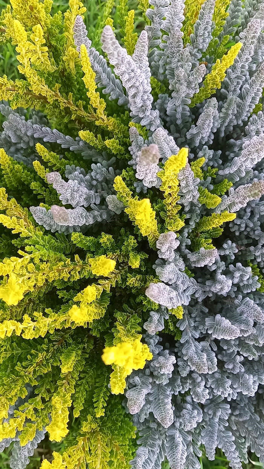 Knospenheide (Calluna vulgaris) Twingirls® Fluffy - Zeta T13