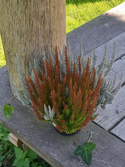 Knospenheide (Calluna vulgaris) Twingirls® Fluffy - Zorina