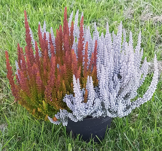 Knospenheide (Calluna vulgaris) Twingirls® Fluffy - Zorina