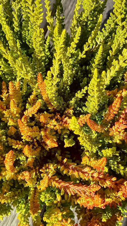Knospenheide (Calluna vulgaris) Twingirls® Zeta - Zoe T13