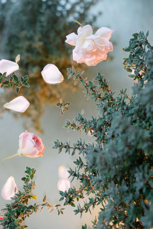 Rosen-Thymian (Thymus vulgaris) 'Summerdreams Rose' T12