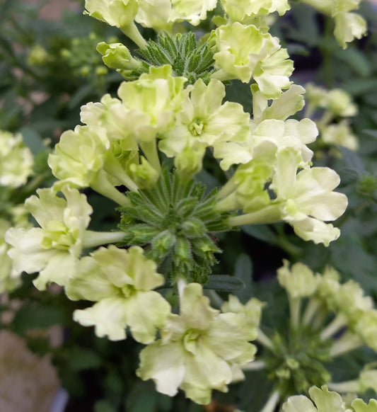 Eisenkraut (Verbena) im Spar-Set | 4 Stück T12