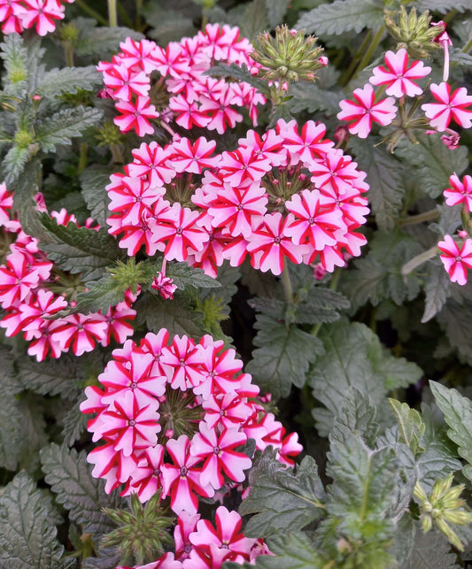 Eisenkraut (Verbena) 'Lanai® Candy Cane ' T12, hängend
