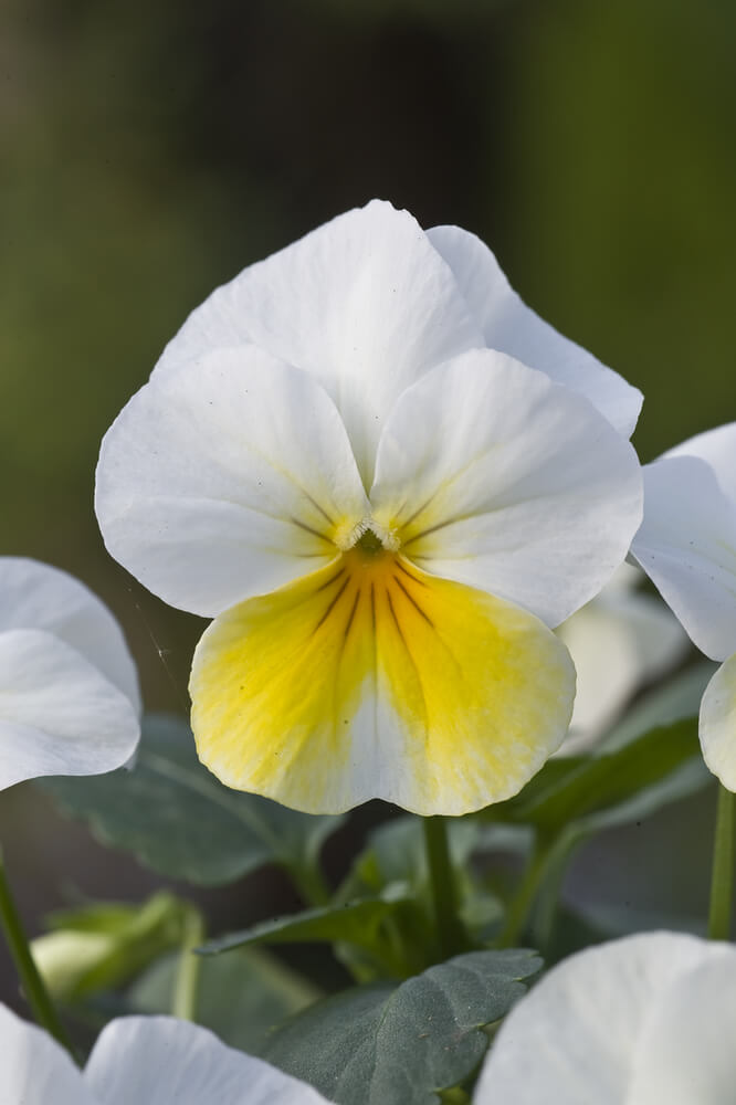 Hornveilchen (Viola cornuta) im Set | 12 Pflanzen im Set
