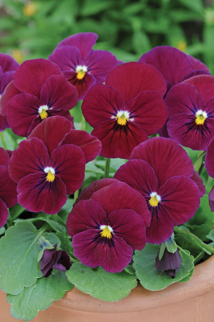 Hornveilchen (Viola cornuta) im Set | 12 Pflanzen im Set