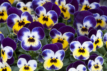Hornveilchen (Viola cornuta) im Set | 12 Pflanzen im Set