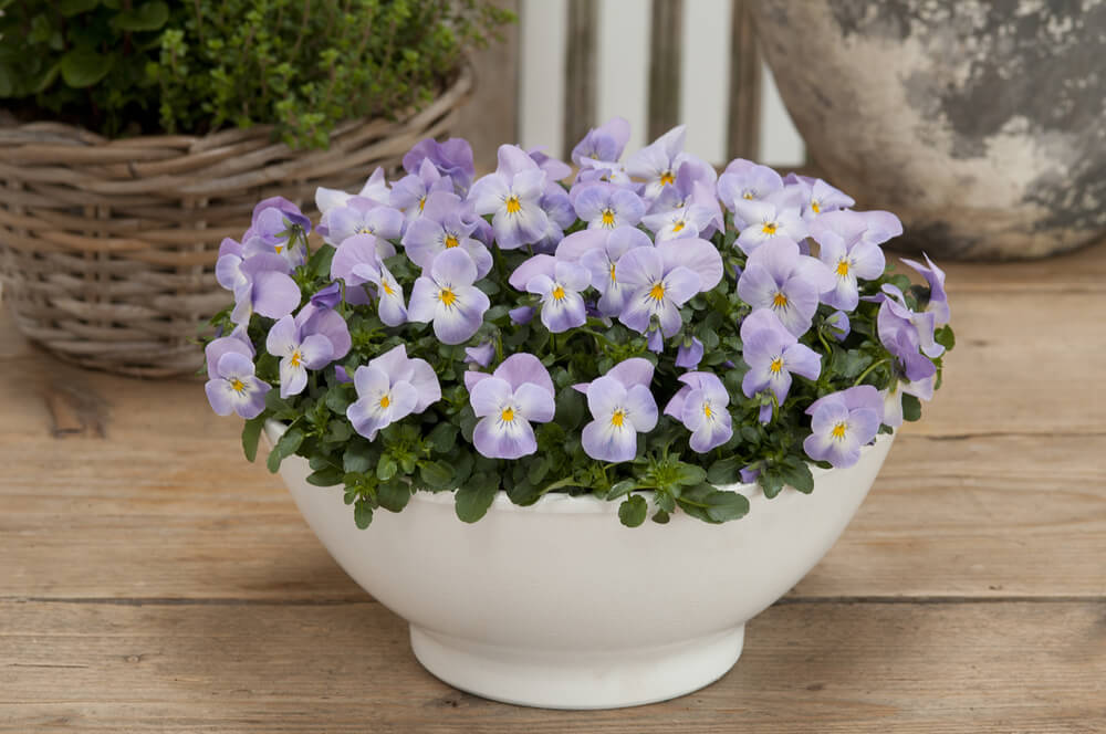 Hornveilchen (Viola cornuta) im Set | 12 Pflanzen im Set