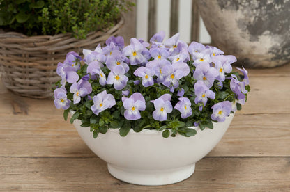 Hornveilchen (Viola cornuta) im Set | 12 Pflanzen im Set