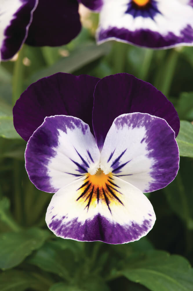 Hornveilchen (Viola cornuta) im Set | 12 Pflanzen im Set