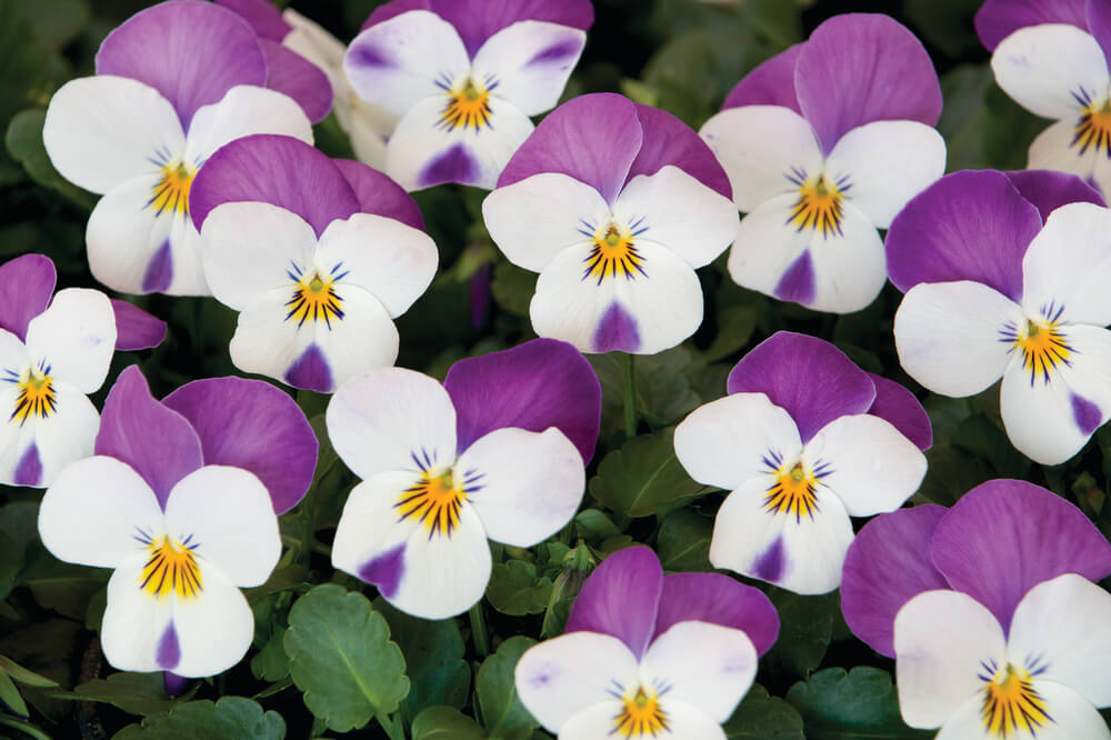 Hornveilchen (Viola cornuta) im Set | 12 Pflanzen im Set