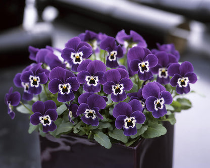 Hornveilchen (Viola cornuta) im Set | 12 Pflanzen im Set