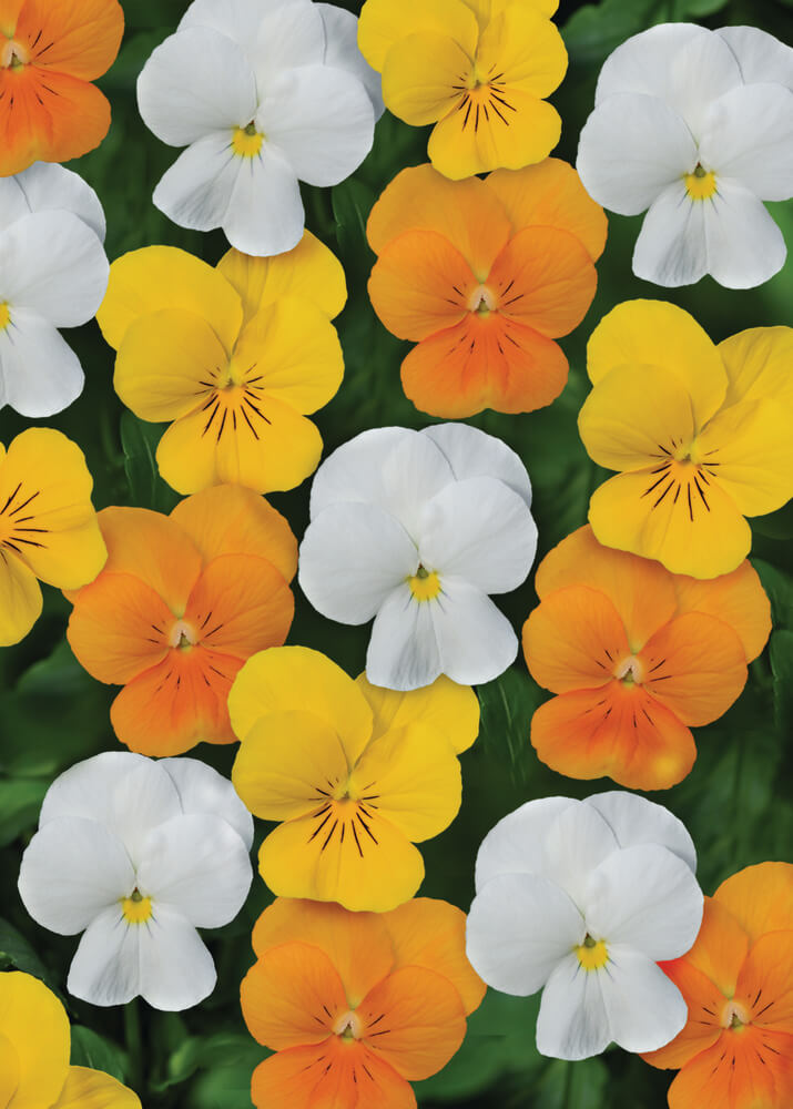 Hornveilchen (Viola cornuta) im Set | 12 Pflanzen im Set