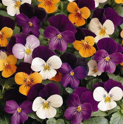 Hornveilchen (Viola cornuta) im Set | 12 Pflanzen im Set