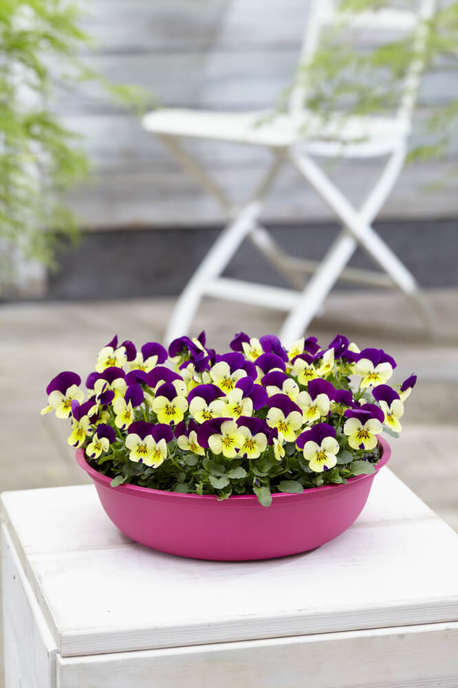 Hornveilchen (Viola cornuta) im Set | 12 Pflanzen im Set