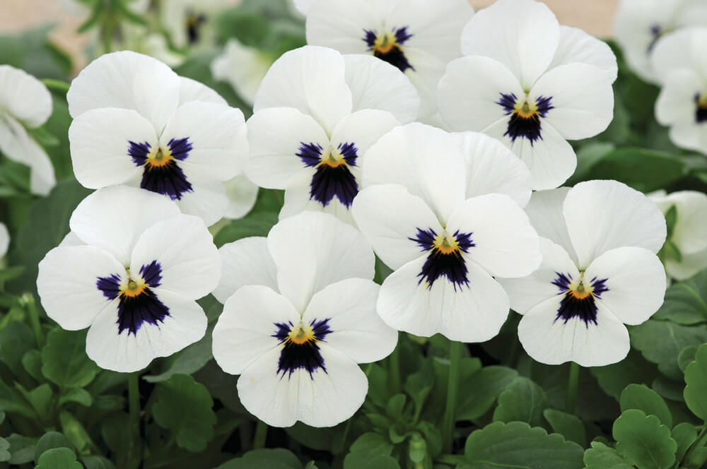 Hornveilchen (Viola cornuta) im Set | 12 Pflanzen im Set
