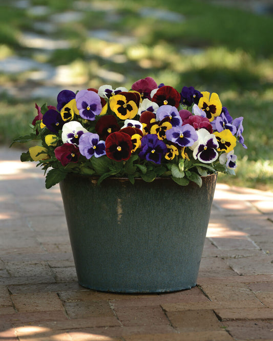 Stiefmütterchen (Viola wittrockiana) im Set T9 | 12 Pflanzen