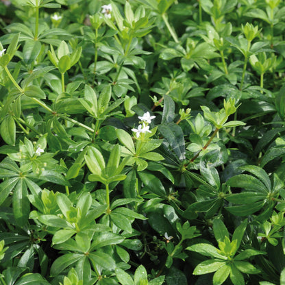 Waldmeister (Galium odoratum) 'Sterntaler' T12 - winterhart