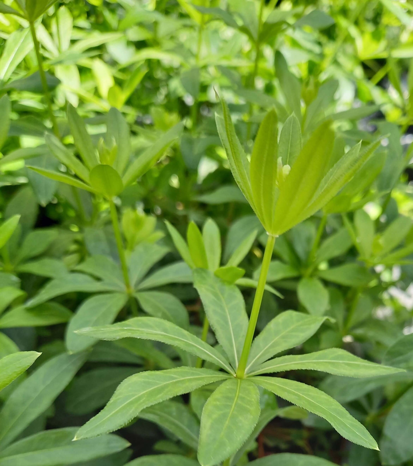 Waldmeister (Galium odoratum) 'Sterntaler' T12 - winterhart