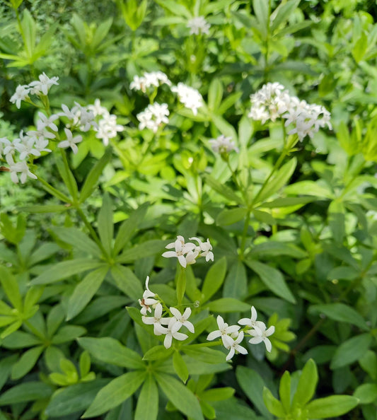Waldmeister (Galium odoratum) 'Sterntaler' T12 - winterhart