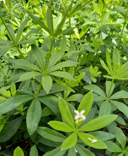 Waldmeister (Galium odoratum) 'Sterntaler' T12 - winterhart