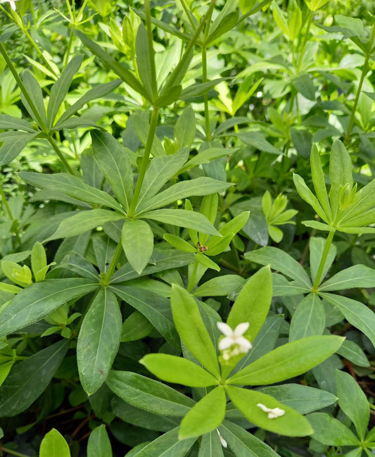 Waldmeister (Galium odoratum) 'Sterntaler' T12 - winterhart