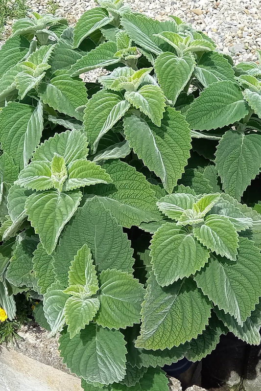 Australisches Zitronenblatt (Plectranthus species) T12