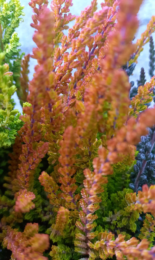 Knospenheide (Calluna vulgaris) Sunset Girls  Zoe