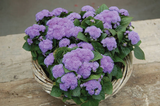 Leberbalsam (Ageratum houstonianum) blau T12