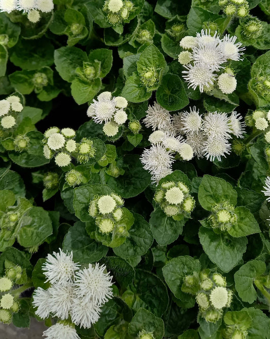 Leberbalsam (Ageratum houstonianum) weiß T12