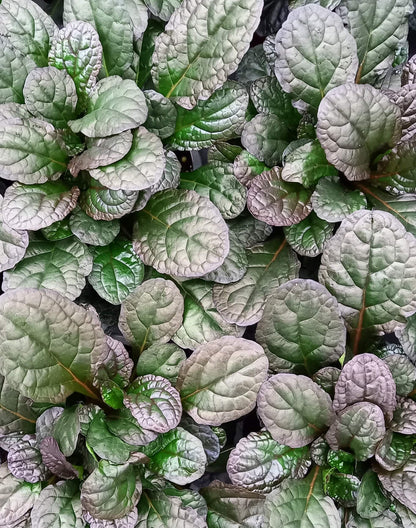 Kriechender Günsel (Ajuga reptans) 'Braunherz' T12 - winterhart