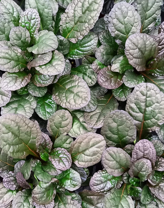 Kriechender Günsel (Ajuga reptans) 'Braunherz' T12 - winterhart