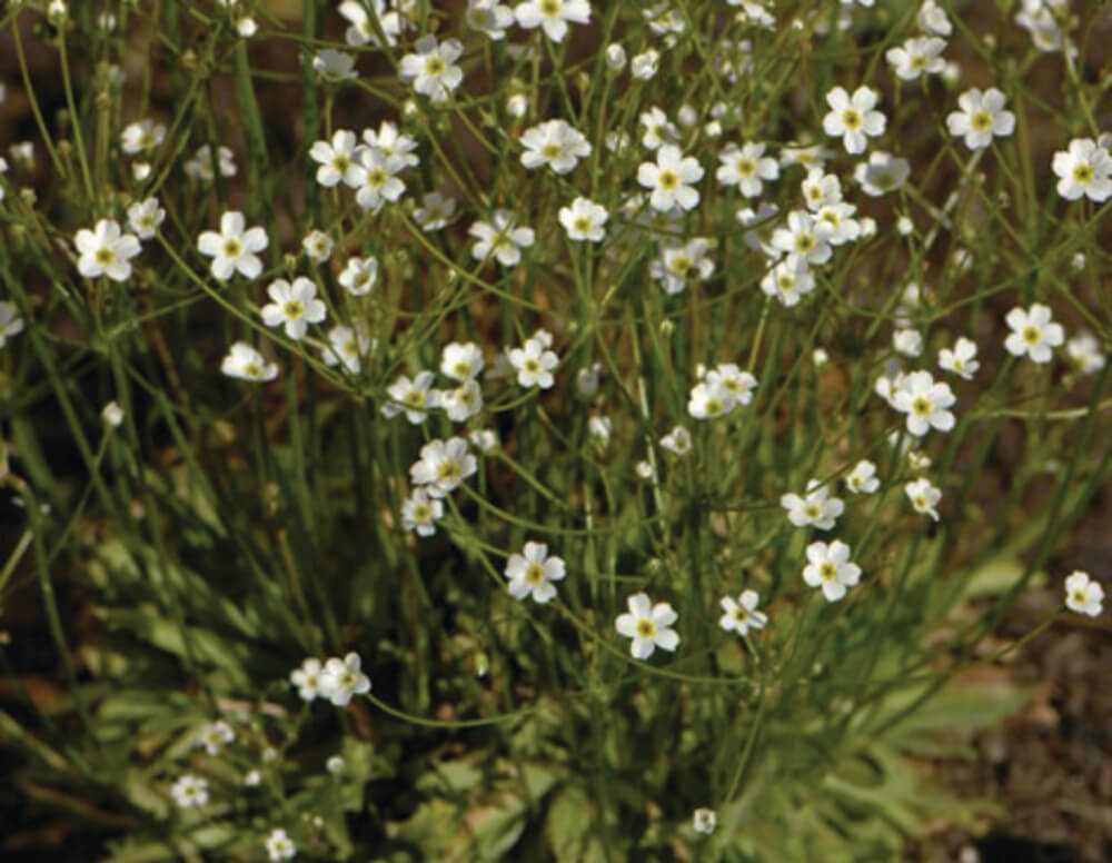 Garten-Mannsschild (Androsace septentrionalis) 'Stardust White' T11 - winterhart
