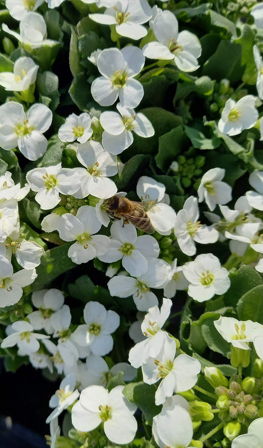 Kaukasische Gänsekresse (Arabis caucasica) 'Little Treasure White' T12 - winterhart