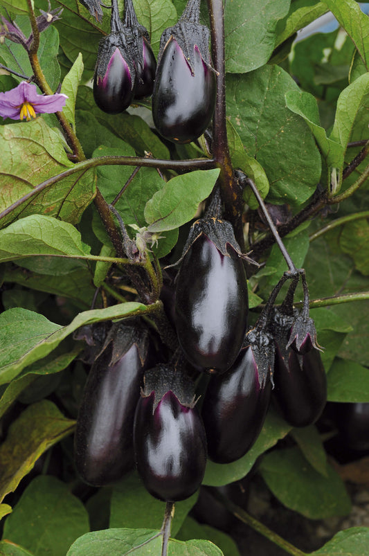 Topf-Aubergine (Solanum melongena) 'Patio Baby' T12
