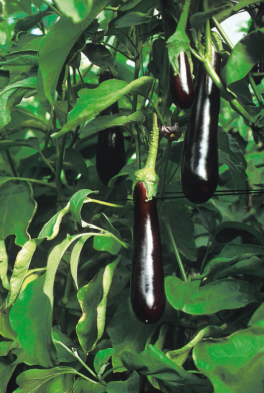 Aubergine (Solanum melongena) 'Sultane' T12