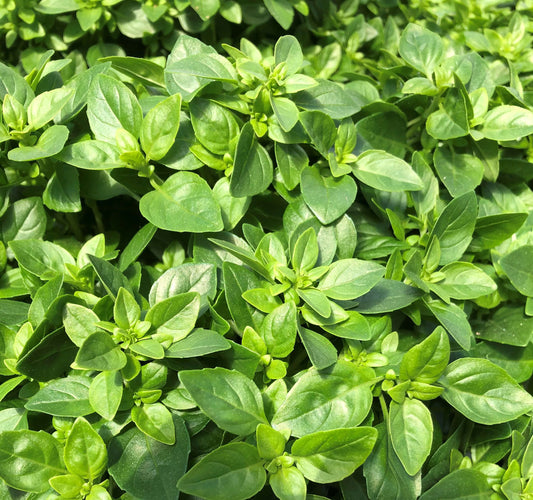 Basilikum (Ocimum basilicum) 'Copa® Petite Green' T12