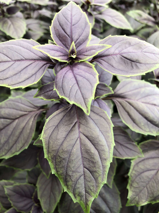 Basilikum (Ocimum basilicum) 'Copa® Red-Green Shades' T12