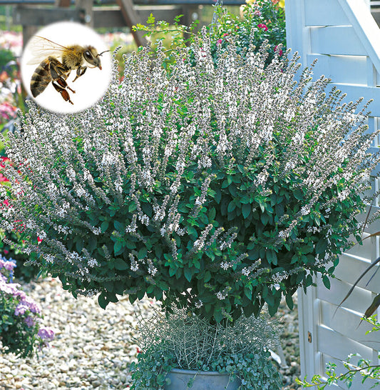Strauchbasilikum (Ocimum basilicum) 'Magic White' T12
